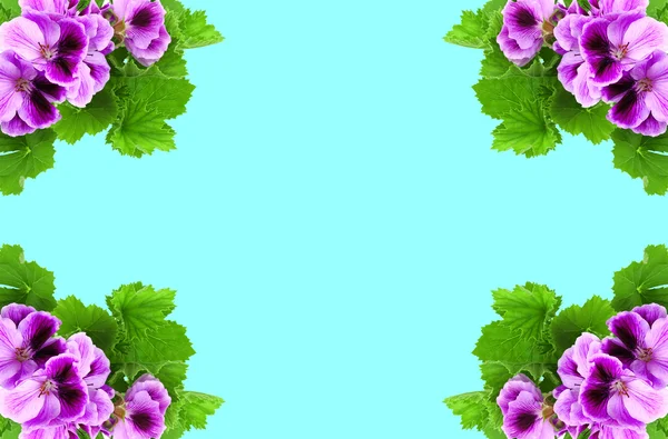Kort med lila färger — Stockfoto