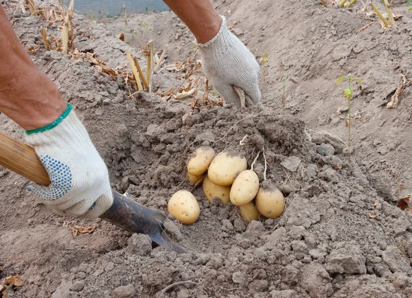 Creuser des pommes de terre — Photo