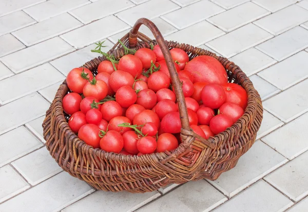 Cesta cheia de tomates — Fotografia de Stock