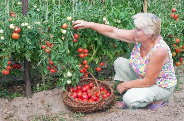 Mulher colhe uma colheita de tomates — Fotografia de Stock