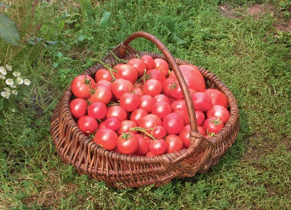 トマトでいっぱいのバスケット — ストック写真