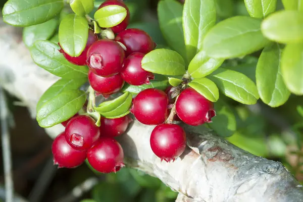 Lingonberry (Vaccinium vitis-idaea) — Stock Photo, Image