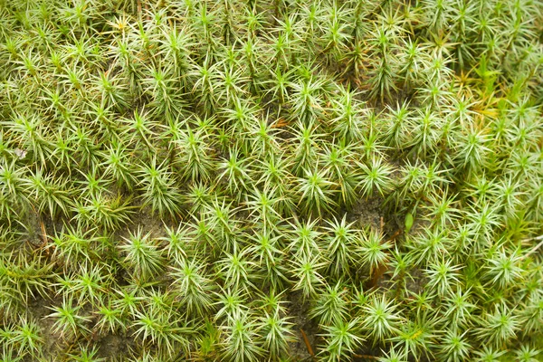 Green moss. Background — Stock Photo, Image
