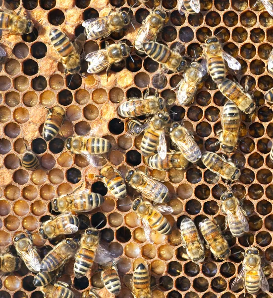 Včely — Stock fotografie