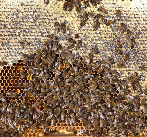 Bijen — Stockfoto
