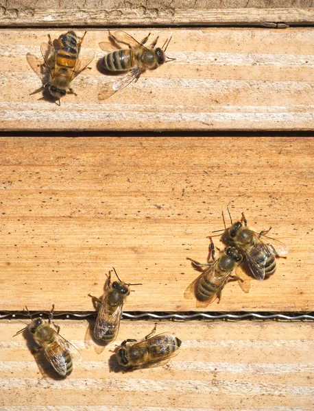 Včely — Stock fotografie