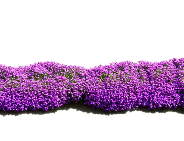 Пурпурна квітка кордону — стокове фото