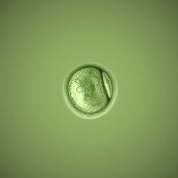 Hücre — Stok fotoğraf