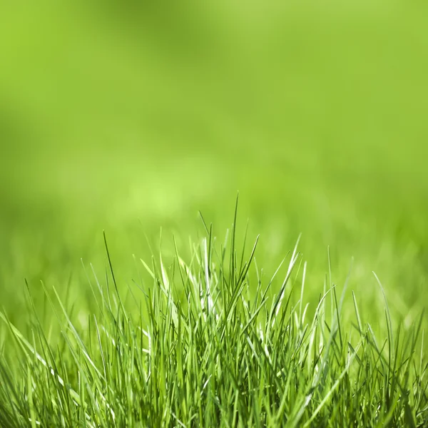 Vihreä ruoho — kuvapankkivalokuva