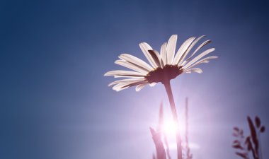 Marguerite.