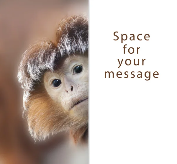 Ape — Stock Photo, Image