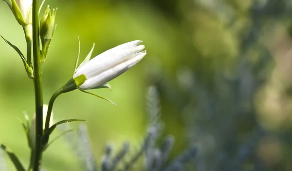 白色的花 — 图库照片