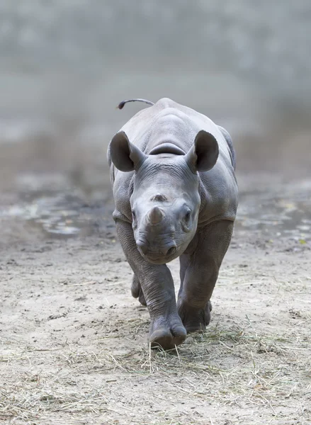 Young rhino — Stock Photo, Image