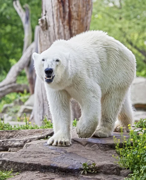 Ice bear — Stock Photo, Image