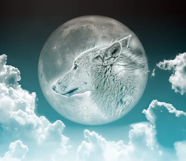 Lupo sulla luna — Foto Stock