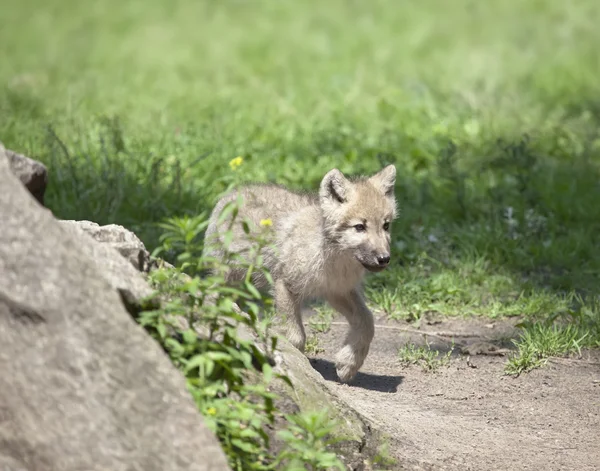 Wolf cub — Stock Photo, Image