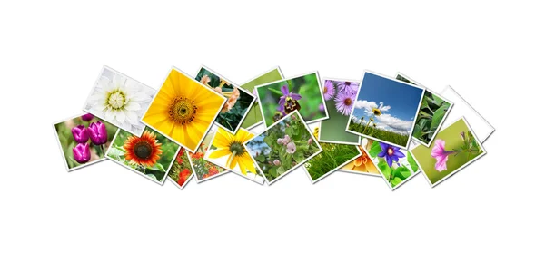 Flowers collage — Stock Photo, Image