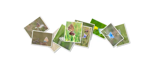 Butterfly Collection — Stockfoto