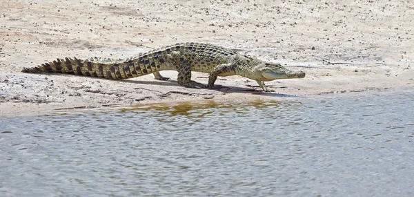 stock image Crocodile