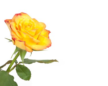 Yellow rose clipart