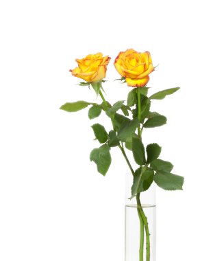 Yellow rose clipart