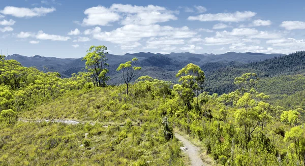 Tasmanië regenwoud — Stockfoto
