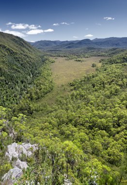 Tasmania state forest clipart