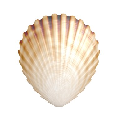 Shell clipart