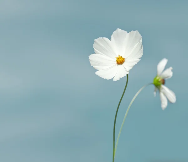 stock image Cosmea