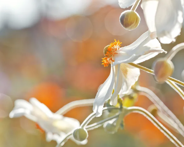 Květ sasanky — Stock fotografie