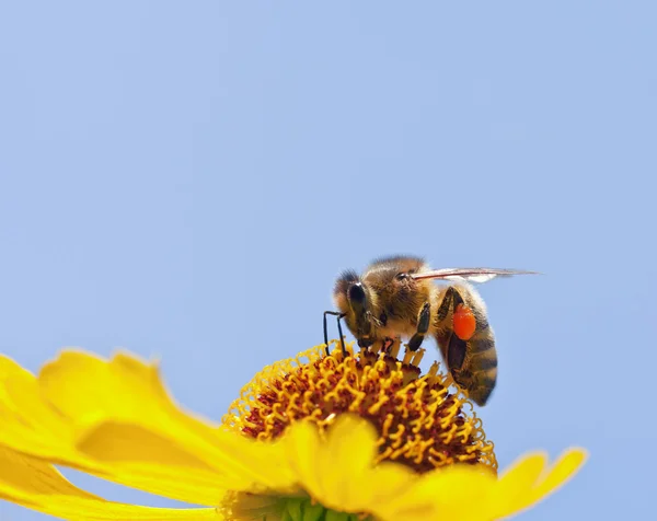 Little bee — Stock Photo, Image