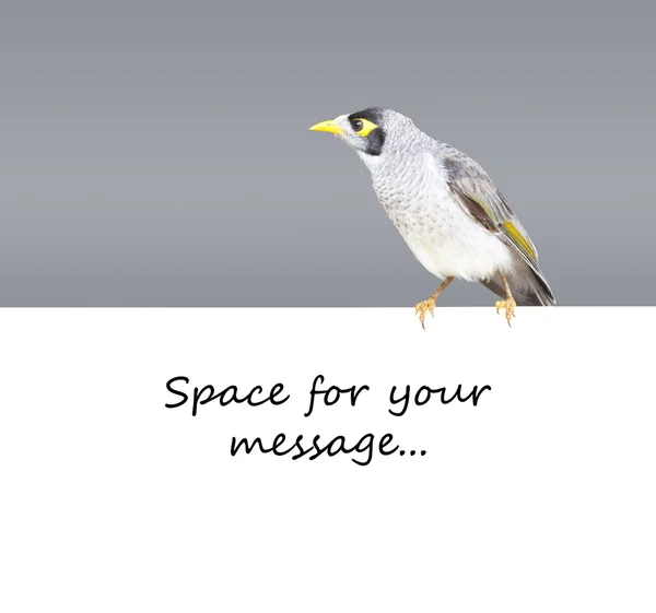 Bird sydney — Stock Photo, Image