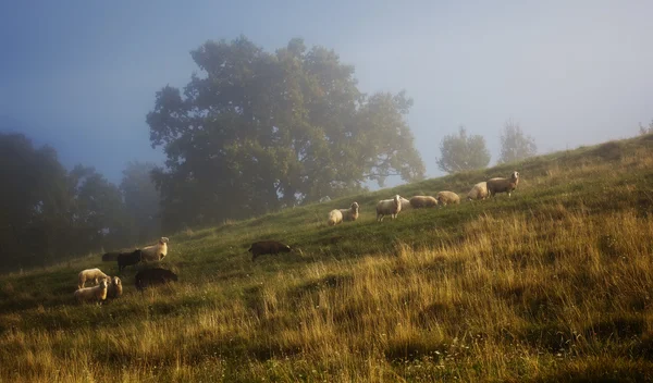 Schafe im Nebel — Stok fotoğraf