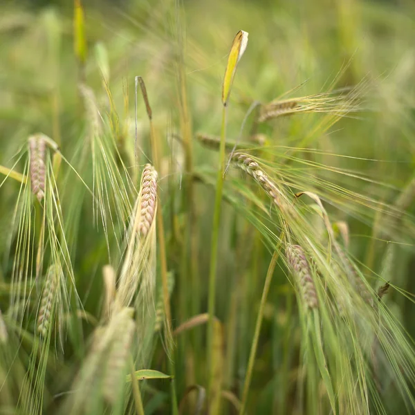 Graines agricoles — Photo