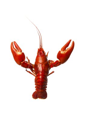 Crawfish clipart