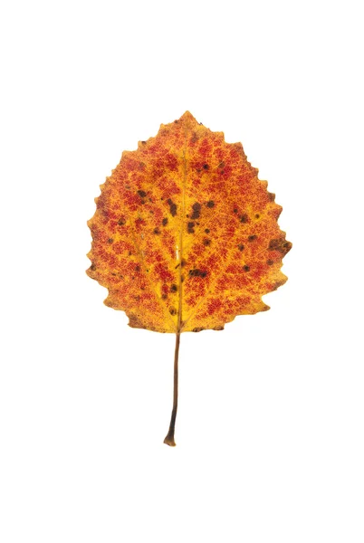 Folha de árvore de álamo — Fotografia de Stock