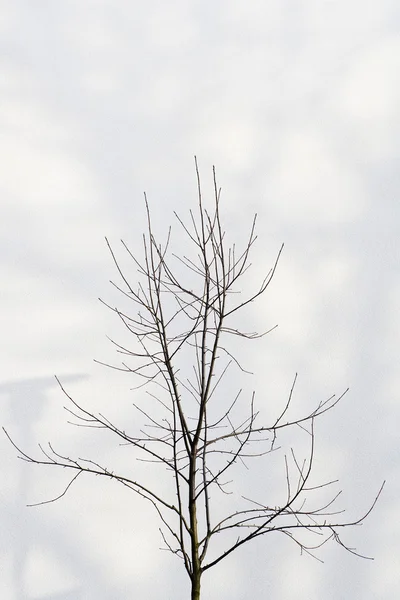 Pohon — Stok Foto