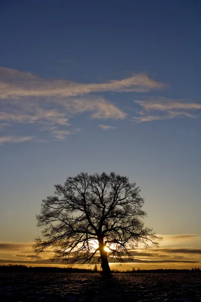 Drzewo w zachodzie słońca — Zdjęcie stockowe