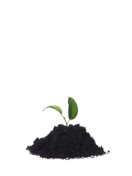 Growing plant — Stock Photo, Image