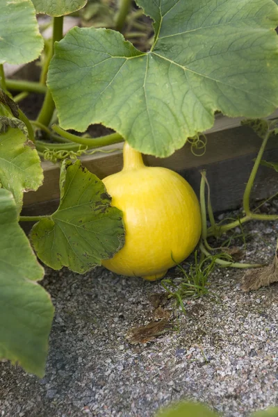 Yellow Pumpkin — Stock Photo, Image