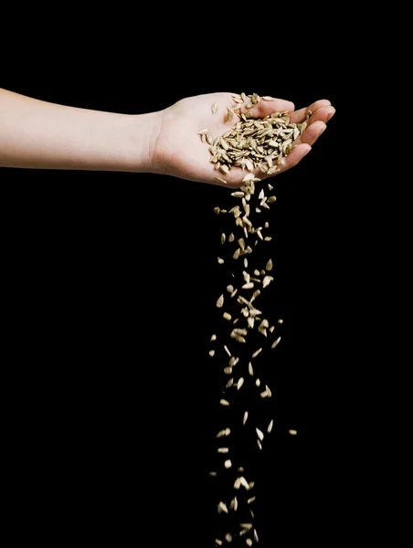 Hand and Grain — Stock Photo, Image