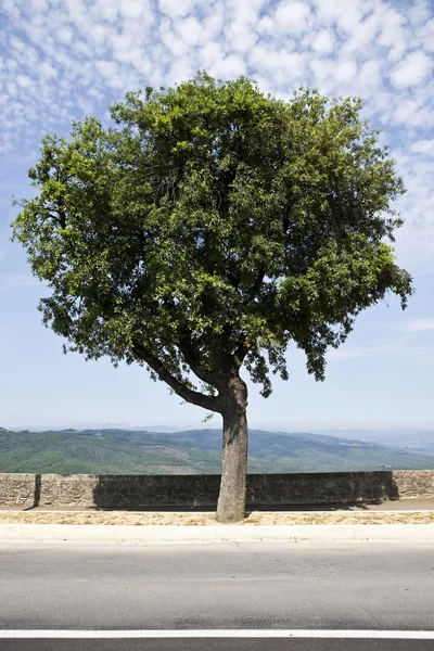 Olive Tree — Stock Photo, Image