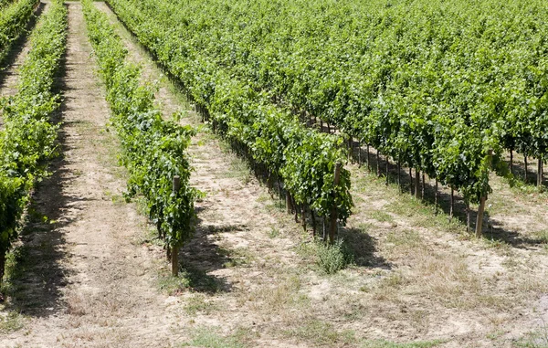 stock image Wineyard