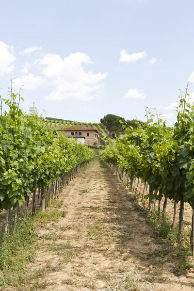 stock image Wineyard