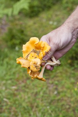 demet chantarelles