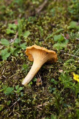 Chantarelle