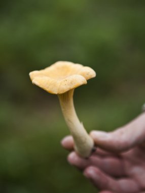 Chantarelle