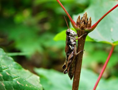 Cricket on branch clipart