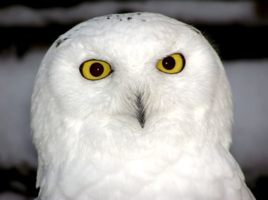 Snowy owl close-up clipart