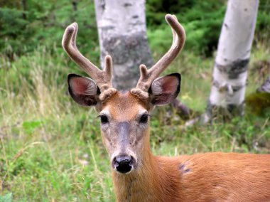 Buck white-tailed deer looking at camera clipart